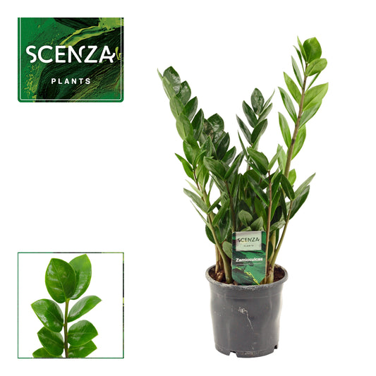 Zamioculcas Lima 40cm 12cm Pot