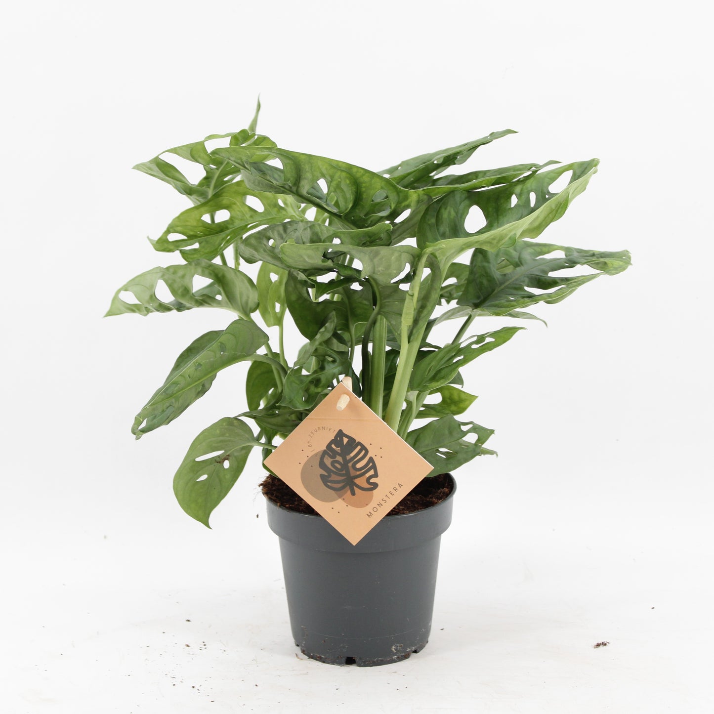Zeur Niet, kwekerij Monstera Monkey Leaf Pack of 10