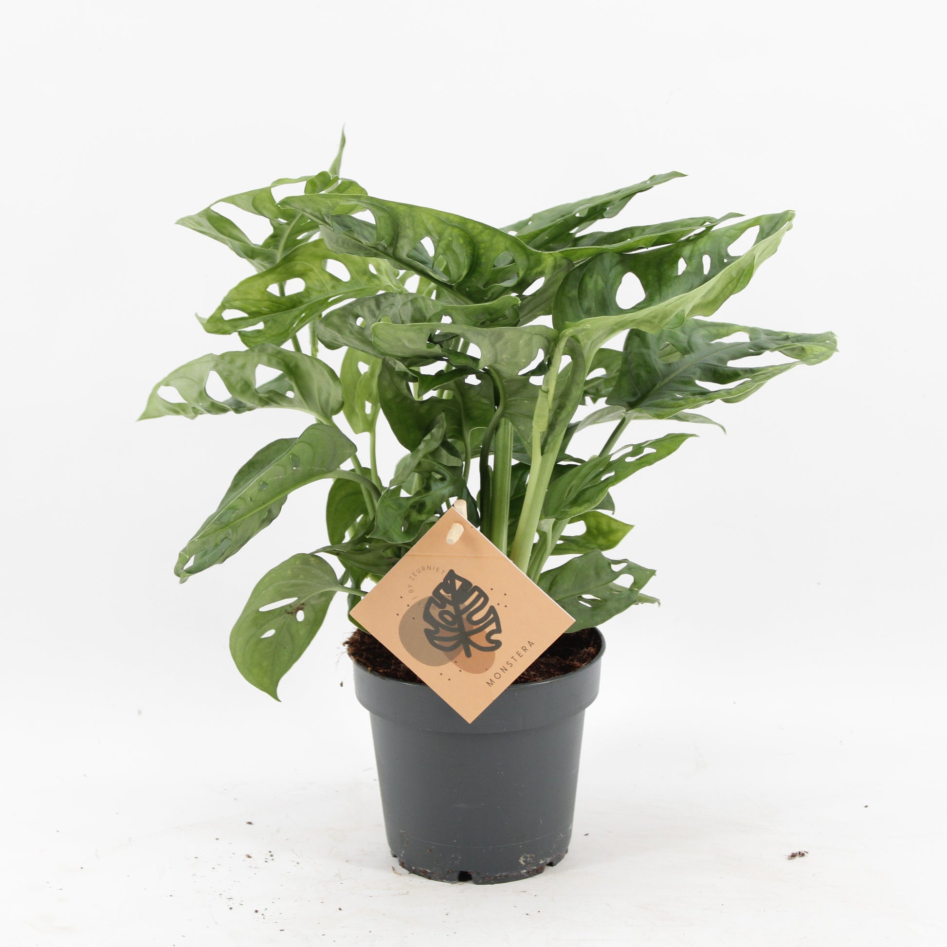 Zeur Niet, kwekerij Monstera Monkey Leaf Pack of 10