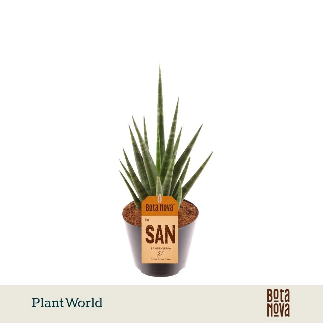Sansevieria cylindrica 33cm 8.5cm Pot