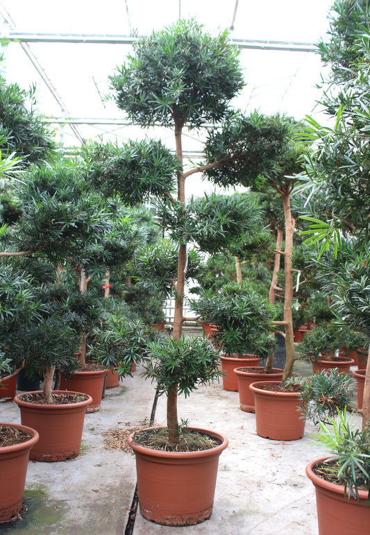 Podocarpus nivalis 270cm 60cm Pot