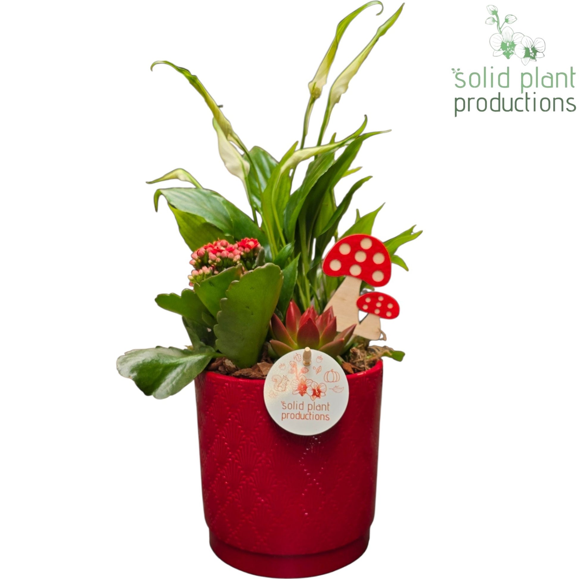 Solid Plant Productions SE001 Amy Red Echeveria Pack of 6