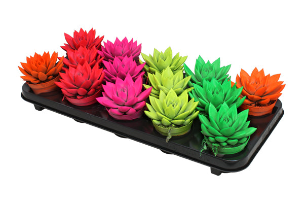 Echeveria colored neon mix 11cm 8.5cm Pot