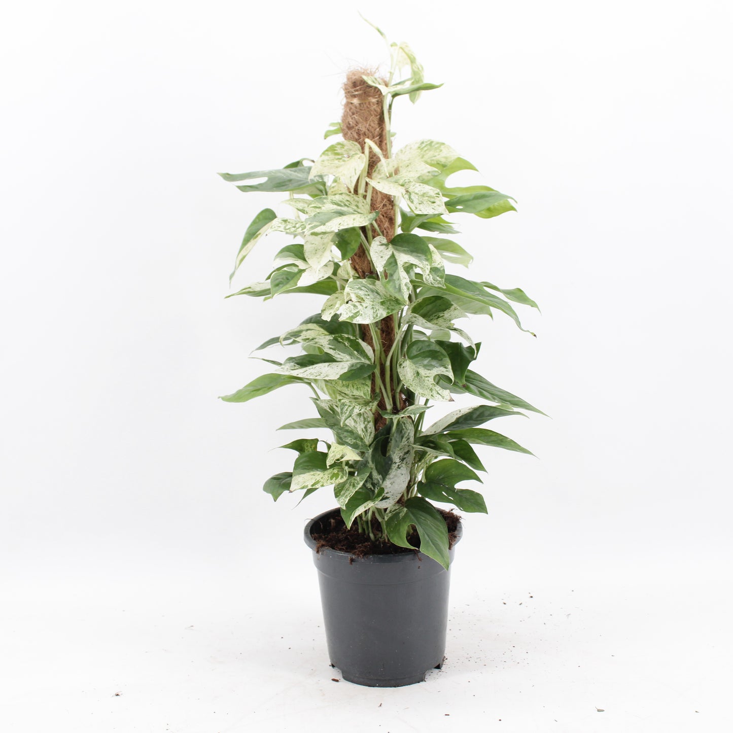 epipremnum-pin-marble-variegata-mosstok-60cm-17cm-pot