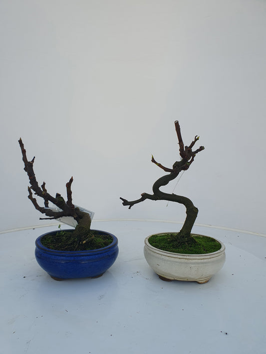 Ficus carica ("Fig") 25cm 13cm Pot