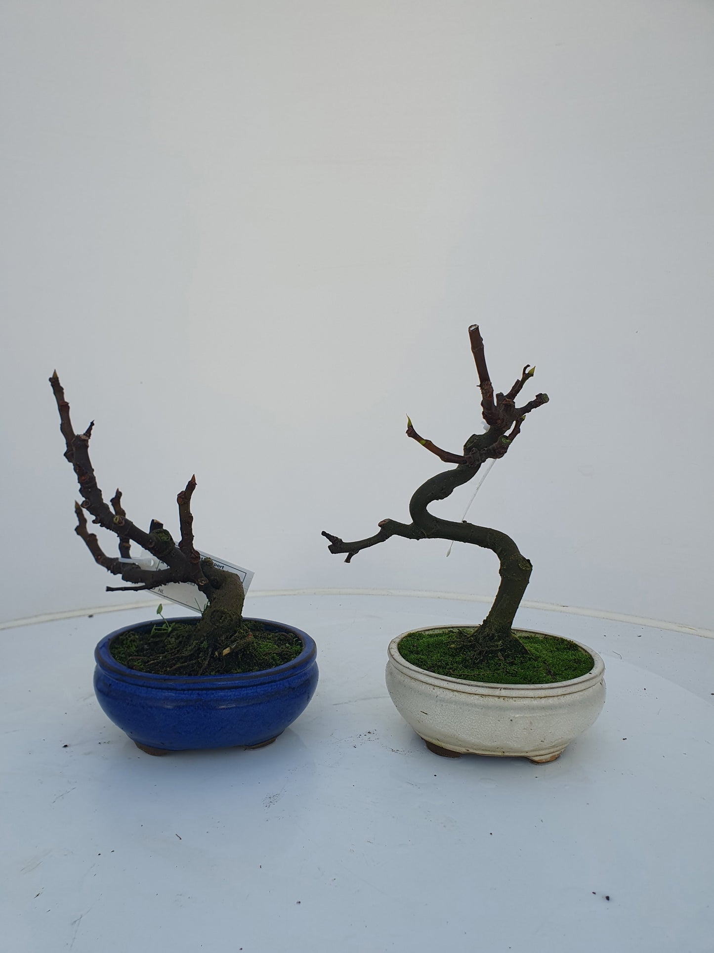 Lodder Bonsai BV Ficus carica ("Fig") Pack of 3