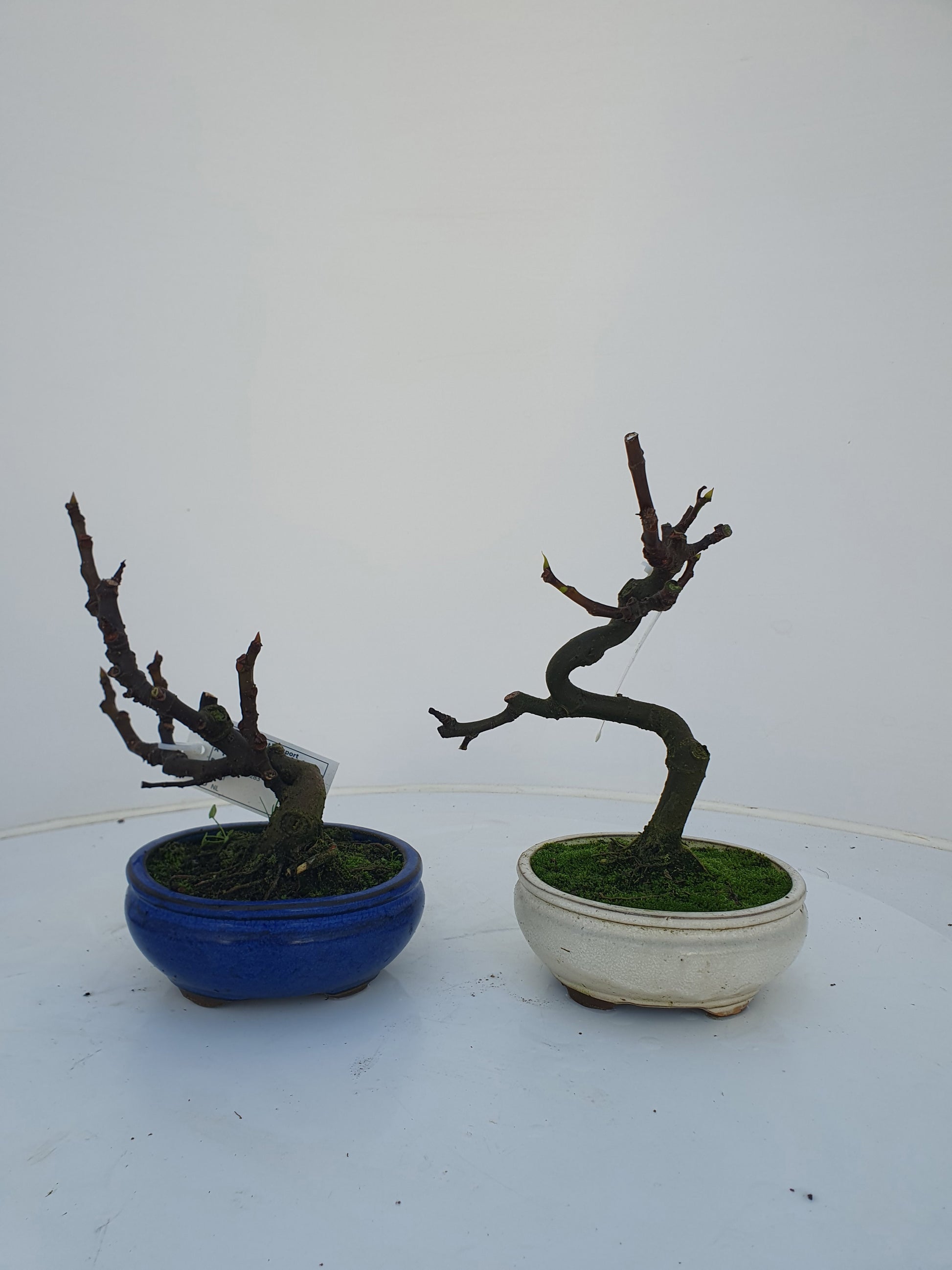 Lodder Bonsai BV Ficus carica ("Fig") Pack of 3