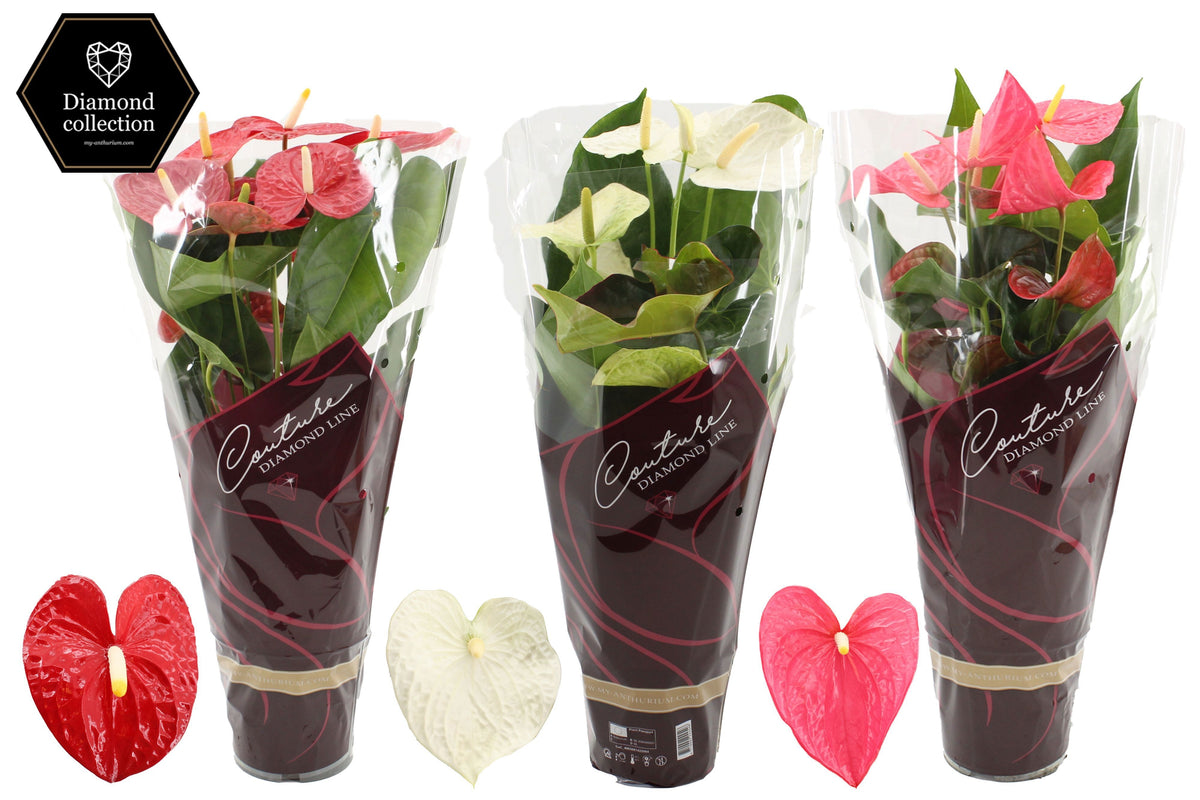 Anthurium mix 57cm 17cm Pot