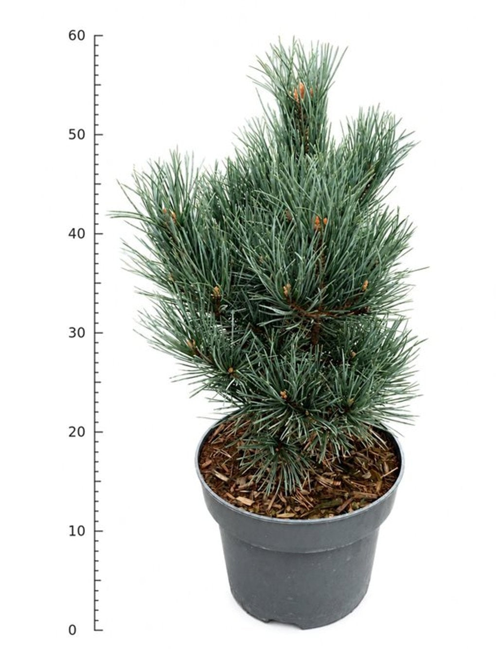 Pinus sylvestris Watereri 50cm 23cm Pot