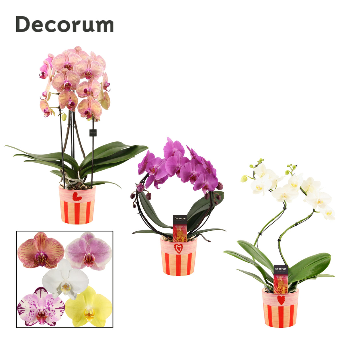 Phalaenopsis mix 45cm 12cm Pot