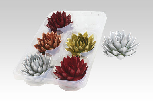 Echeveria colored Xmas mix 7cm 999cm Pot