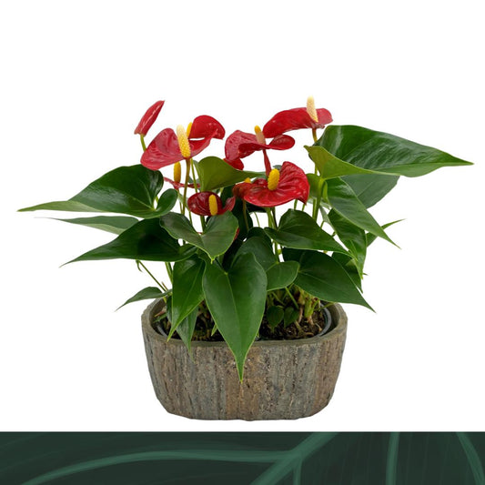 anthurium-aristo-drp-ceramic-30cm-9cm-pot
