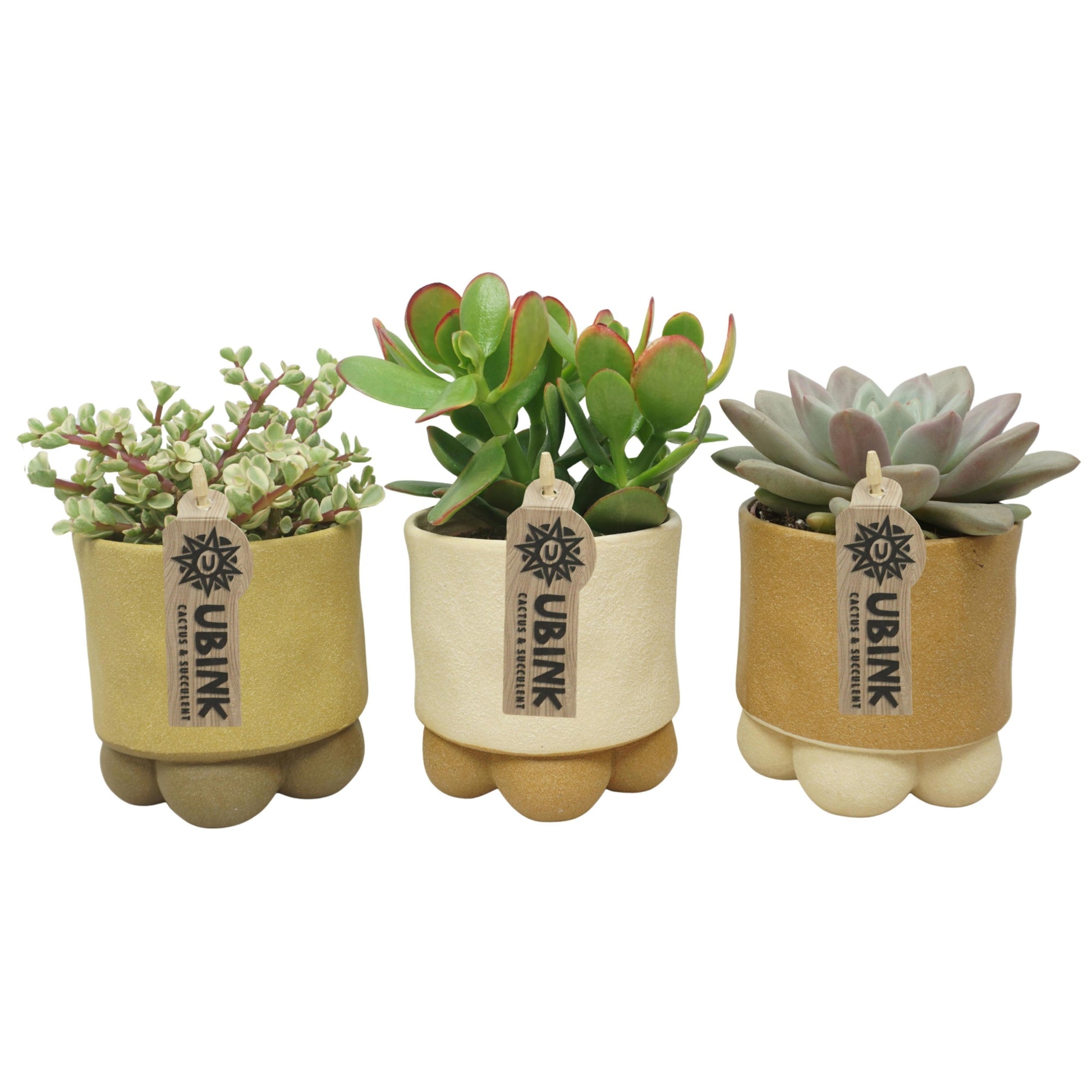 Succulent mix 19cm 510cm Pot