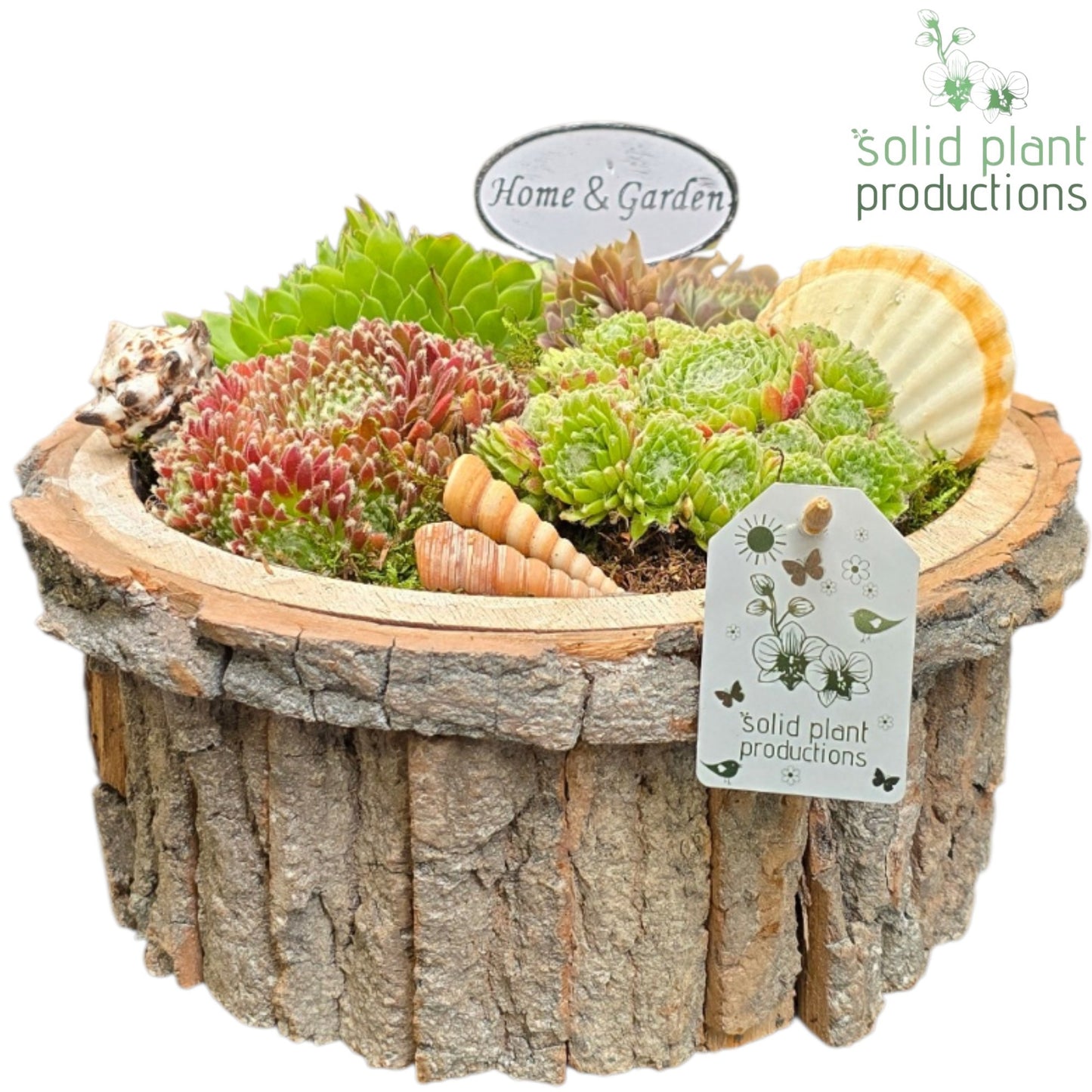 Sempervivum arrangement 22cm 27cm Pot