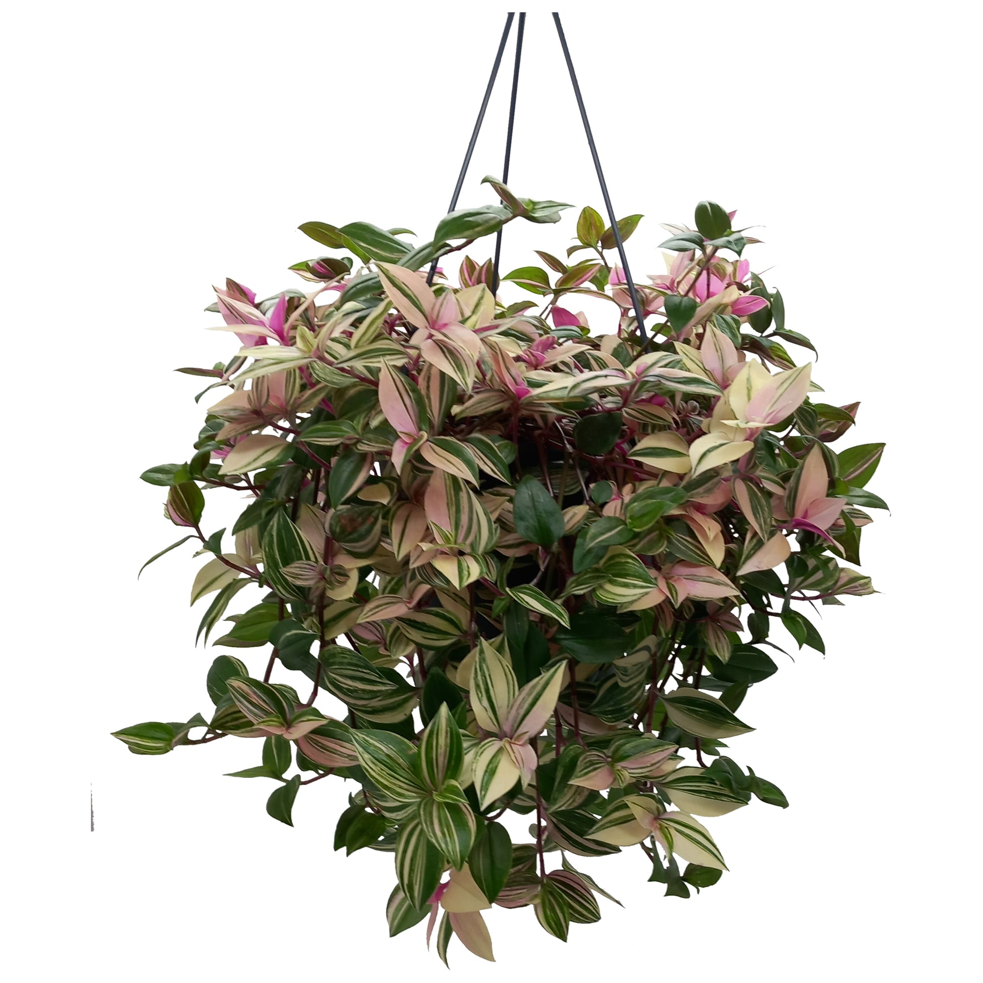 Quakelplant BV Tradescantia fluminensis Pack of 4
