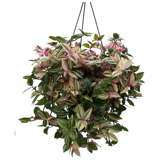 Tradescantia fluminensis 40cm 19cm Pot