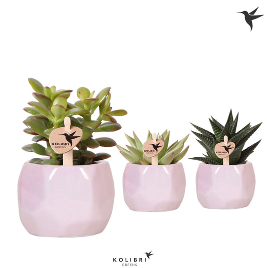 Succulent mix 12cm 6cm Pot