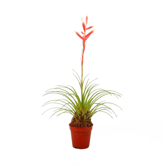 Vriesea 25cm 505cm Pot