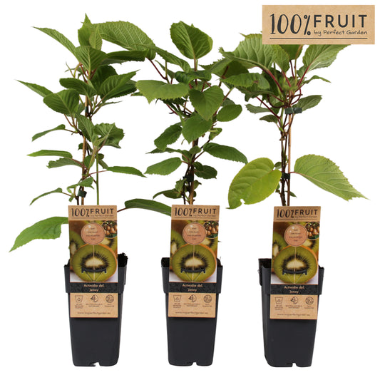 Actinidia deliciosa Jenny (Hardy Kiwi) 65cm 15cm Pot