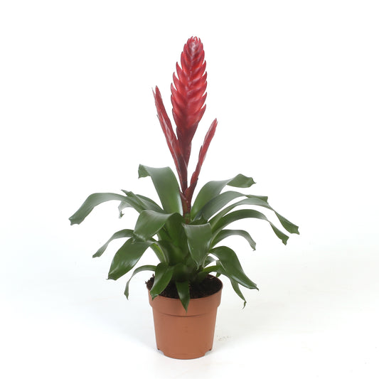 Vriesea Style 38cm 12cm Pot