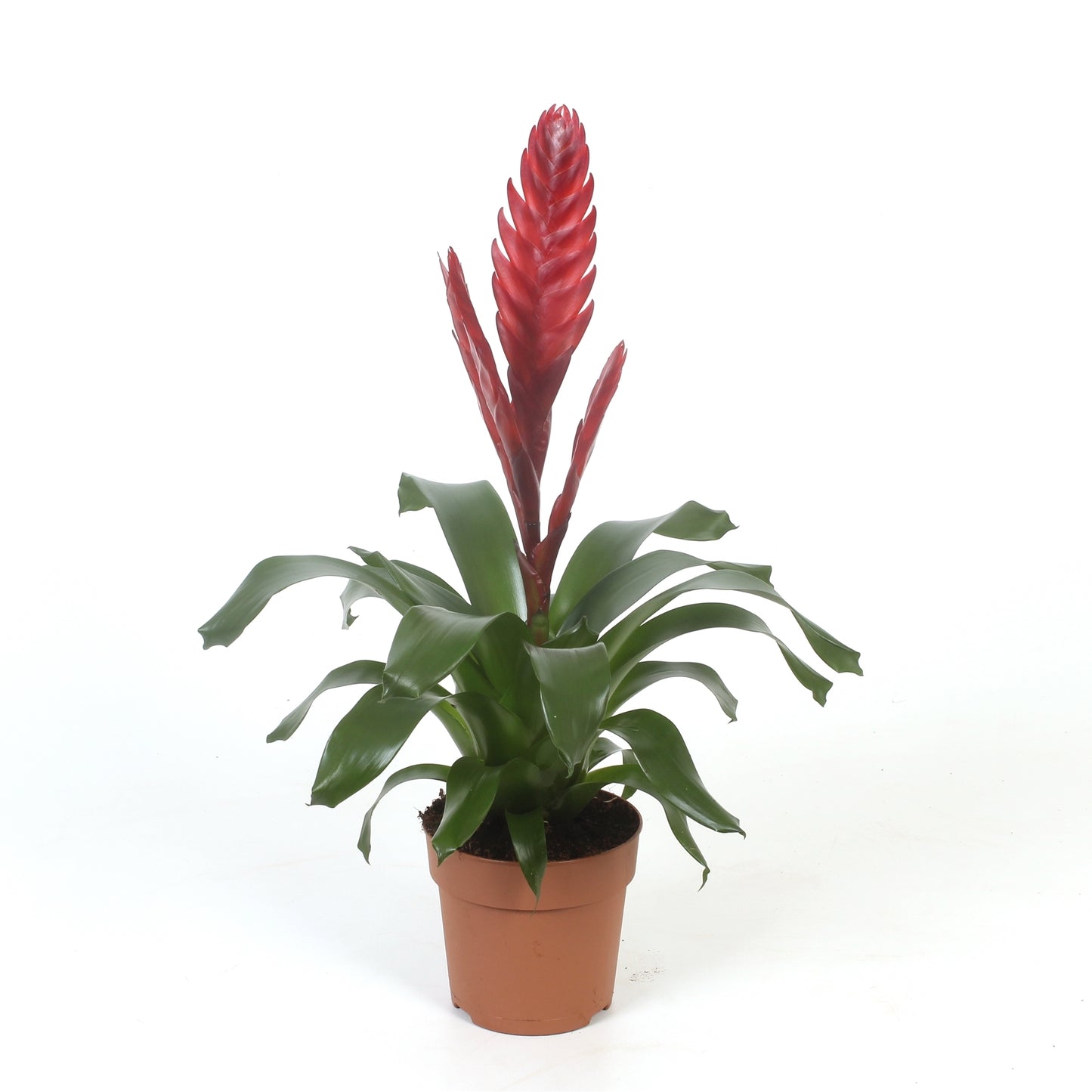Best Bromelia Vriesea Style Pack of 10