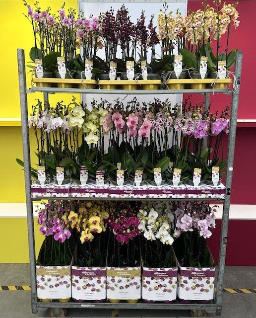 Phalaenopsis mix 60cm 12cm Pot