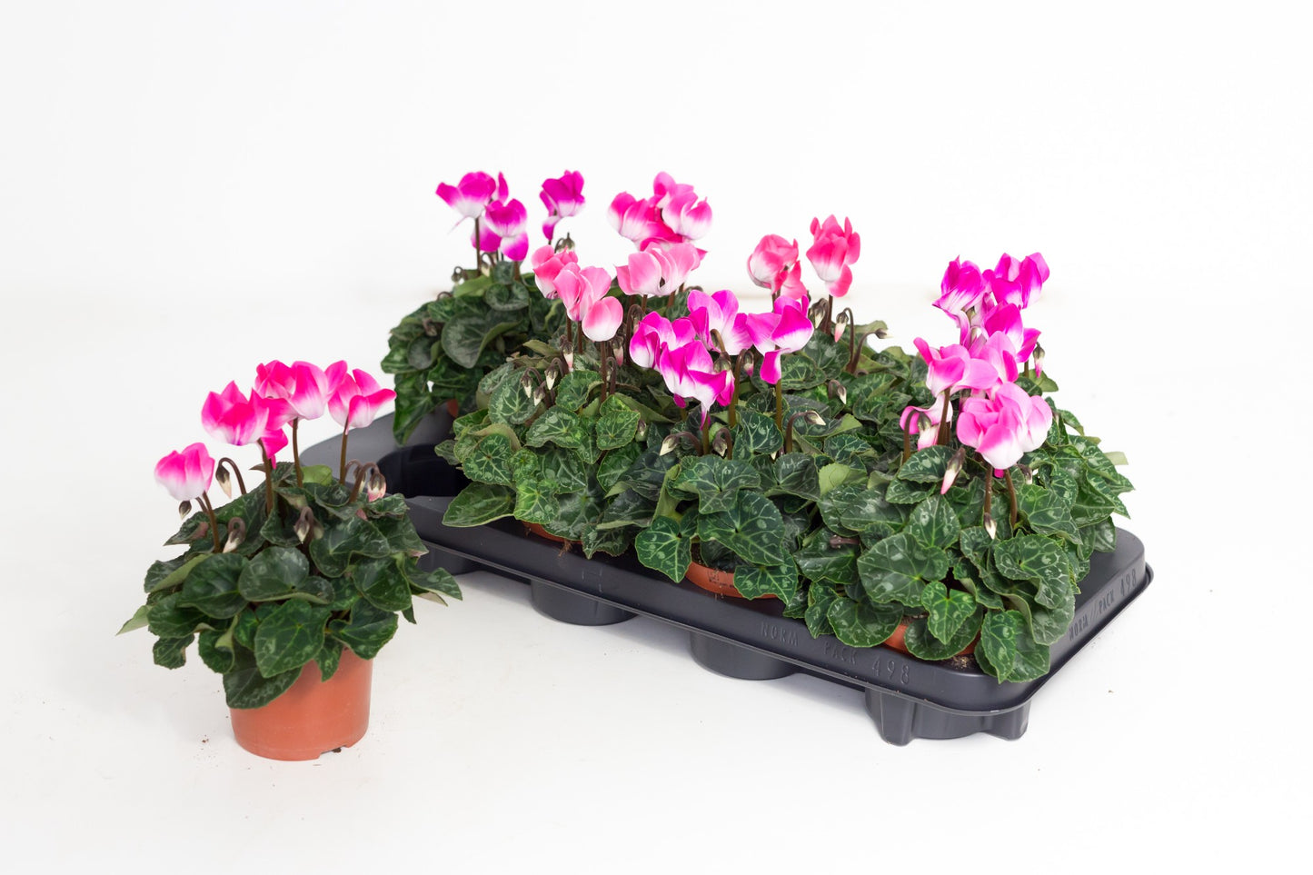 Valk, B. van der Cyclamen Fusion Pack of 8