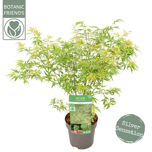 Acer Butterfly 55cm 19cm Pot