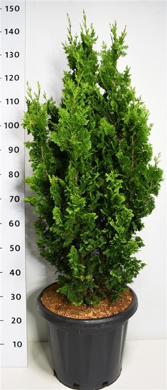 Thuja occidentalis 140cm 38cm Pot