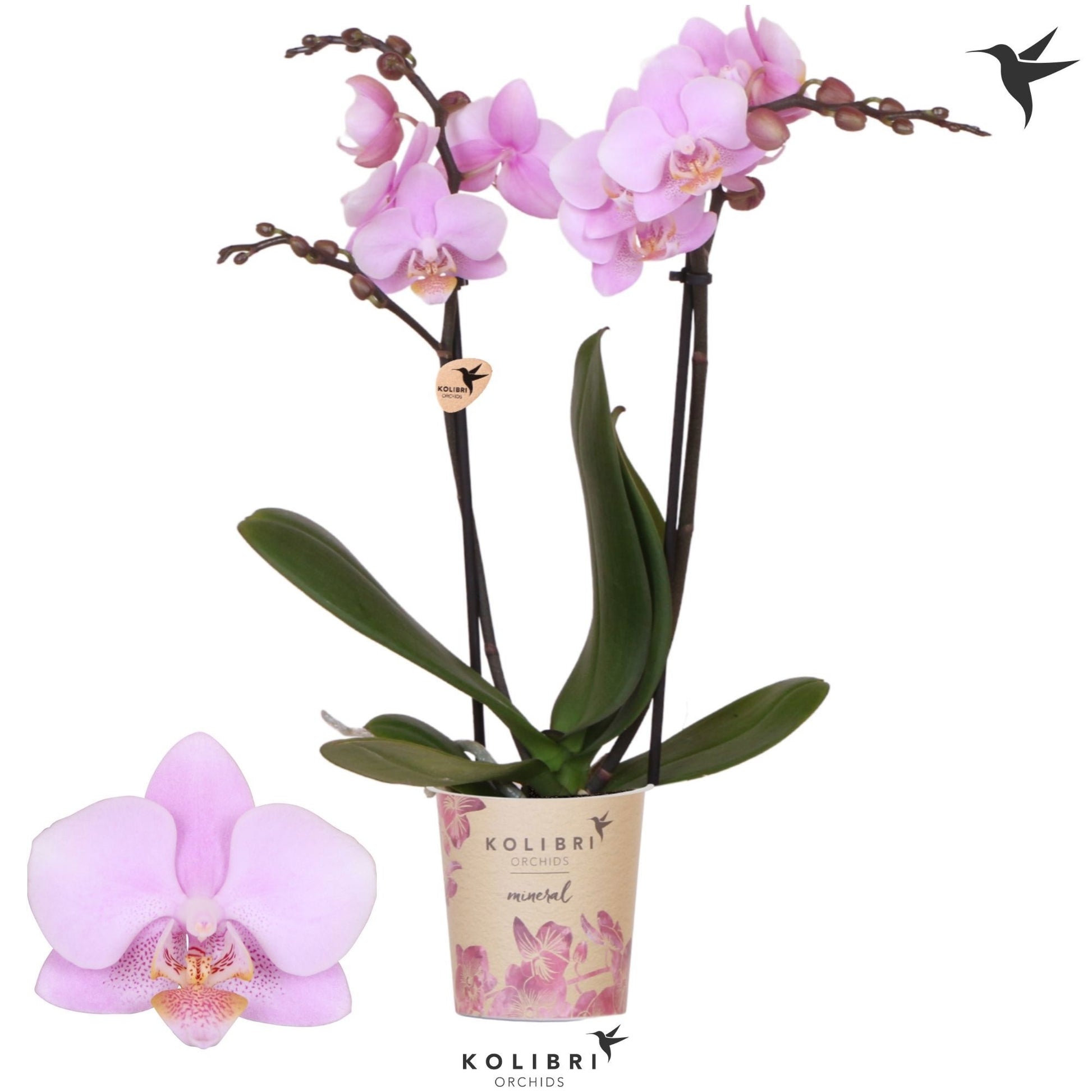 OK Plant Phalaenopsis mf. Ecuador Pack of 12