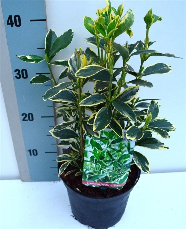 Roessel Tuinpl. VOF, B. v. Euonymus Bravo Pack of 6