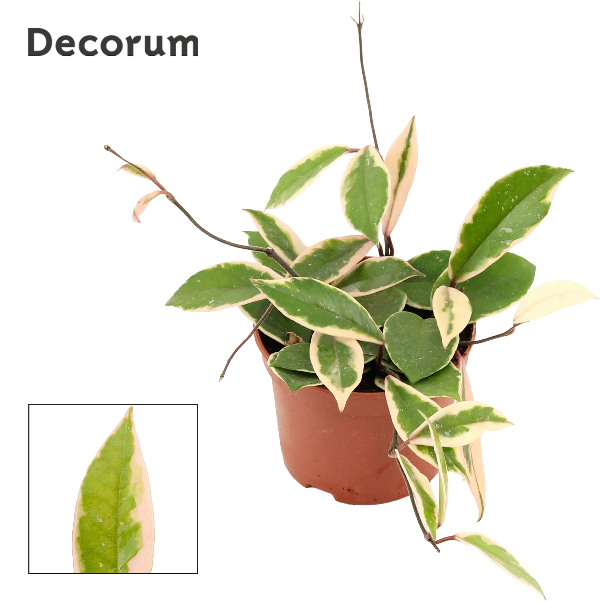 Hoya car. Floraganza Flamingo Dream 15cm 12cm Pot