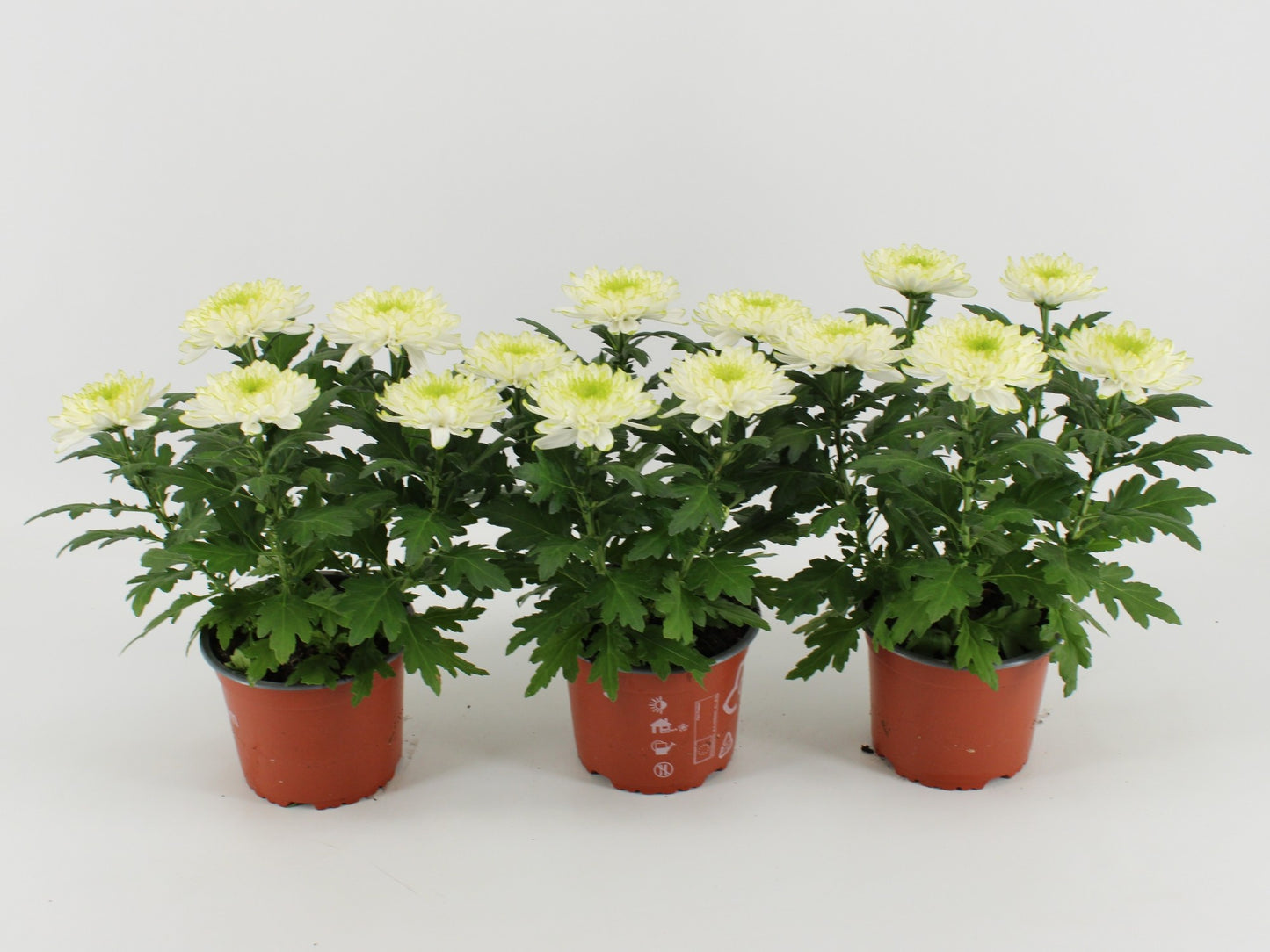 Kwintplant VOF Chrysanthemum Zembla lime Pack of 6