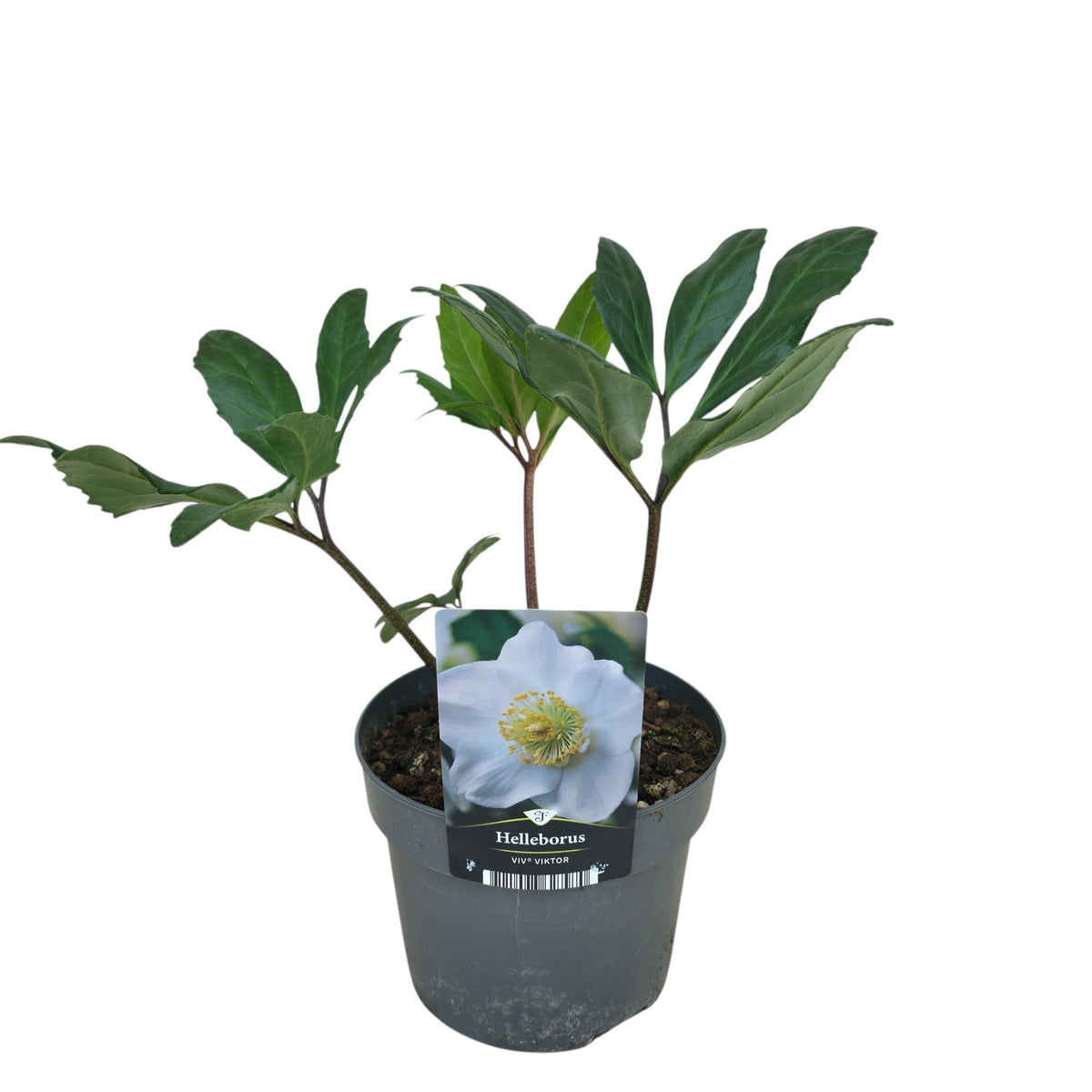 Helleborus Viv Viktor 40cm 17cm Pot