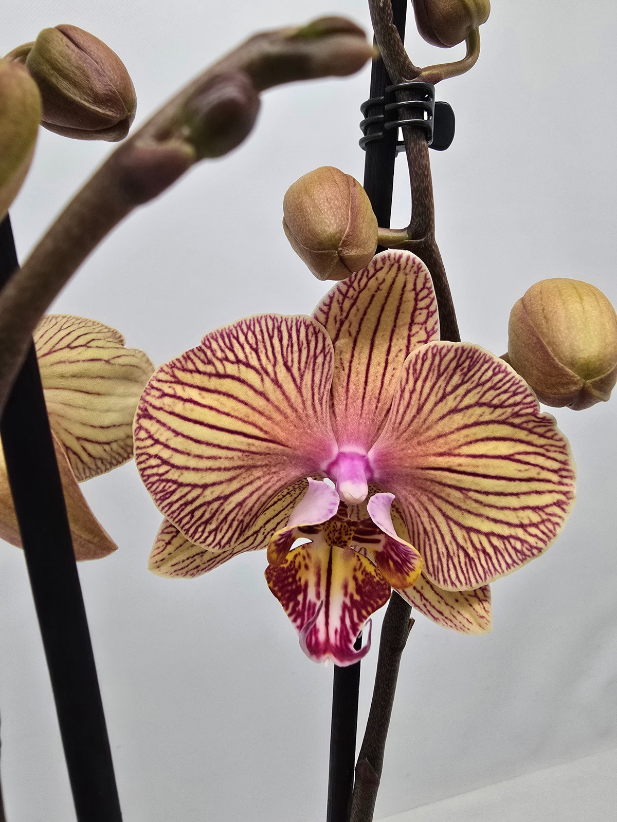 Phalaenopsis Hybrid 65cm 12cm Pot
