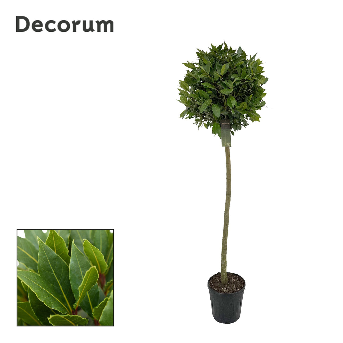 Laurus nobilis 160cm 25cm Pot