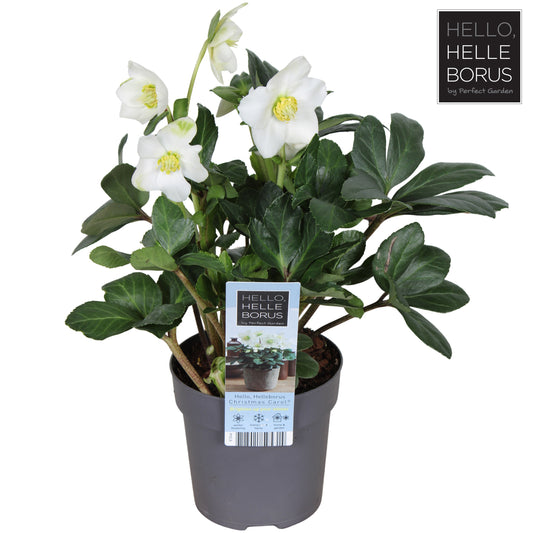 Helleborus niger Christmas Carol 25cm 10cm Pot