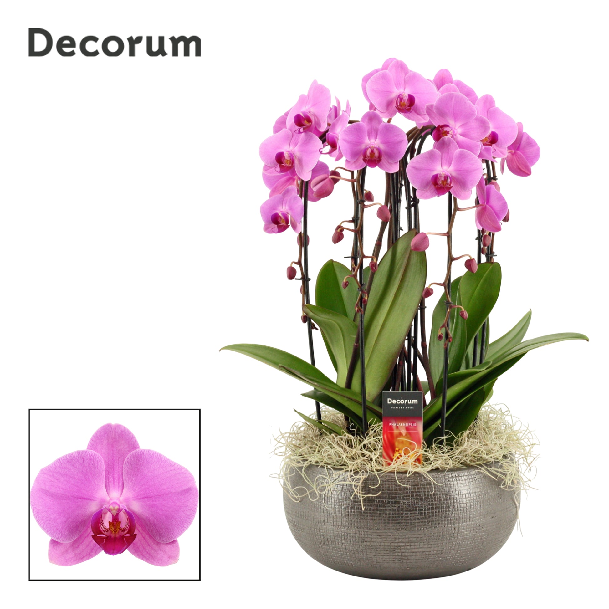 Phalaenopsis pink 55cm 27cm Pot