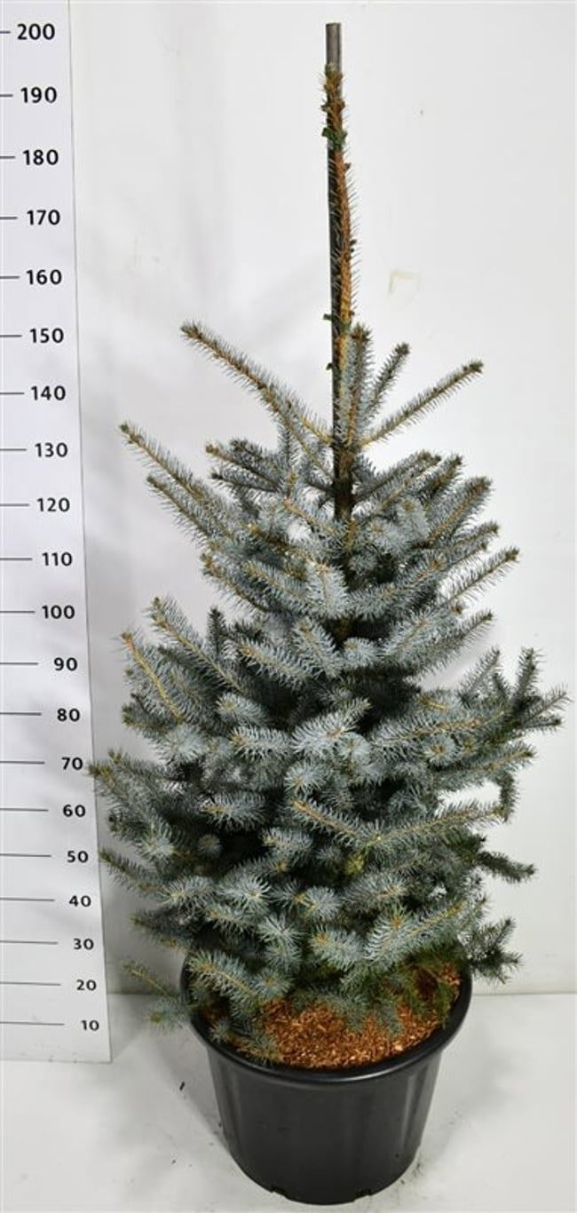Picea pungens 200cm 54cm Pot