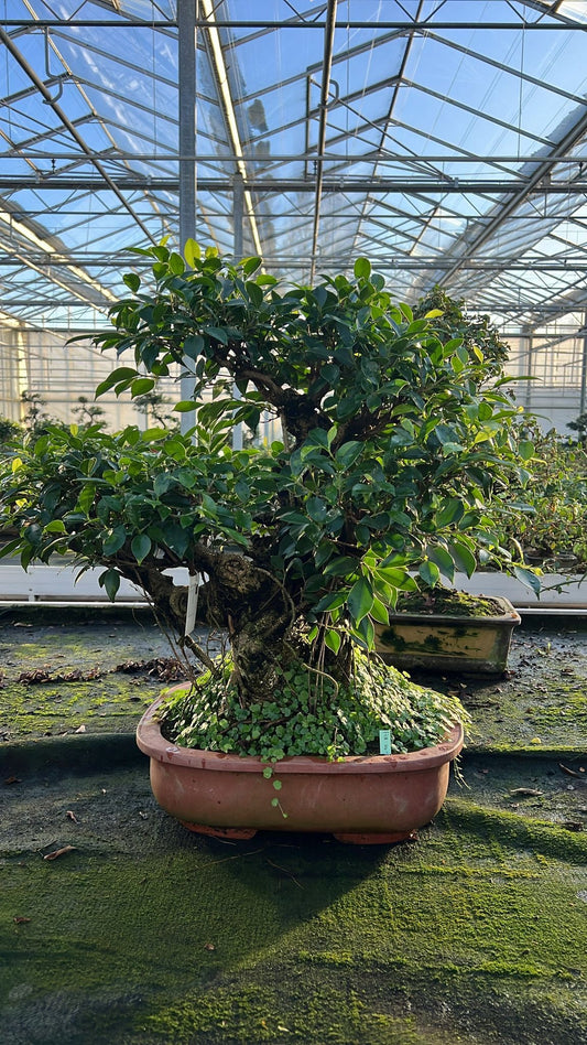 Bonsai Mix 75cm 44cm Pot