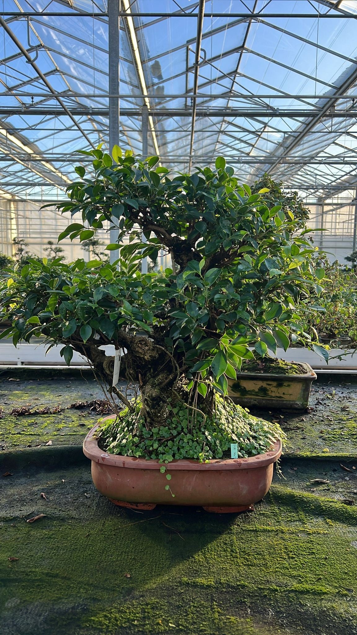 Bonsai Mix 75cm 44cm Pot