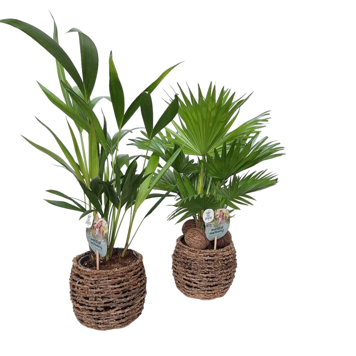 Spaargaren van Doorn BV Foliage houseplants mix Pack of 1