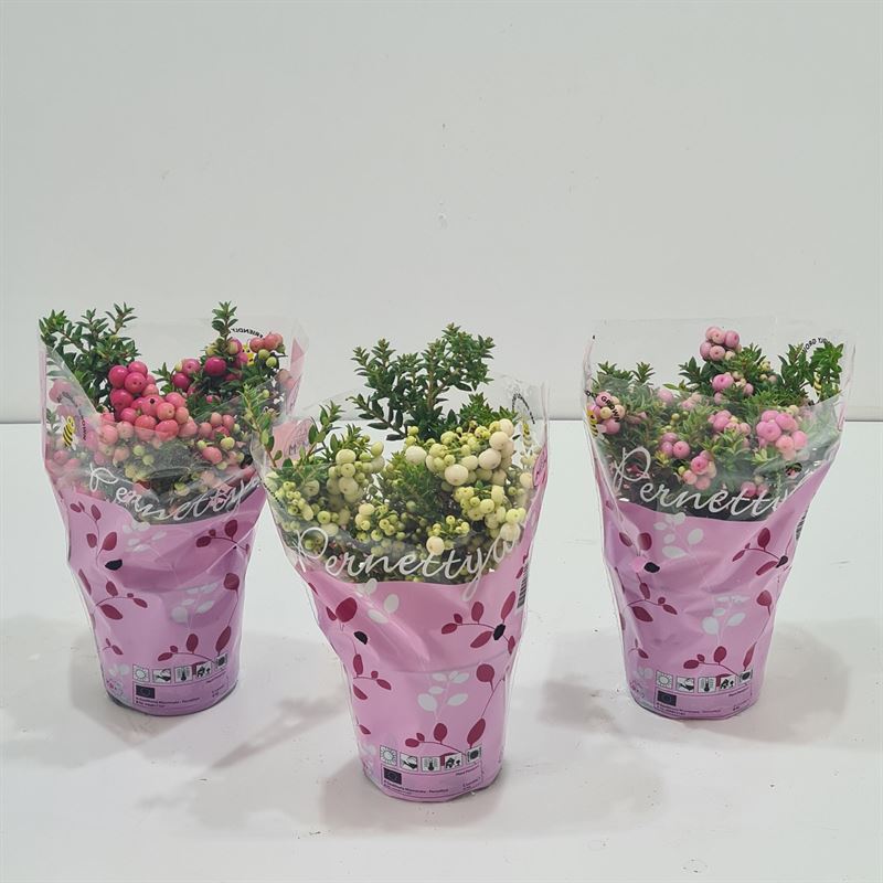 Gaultheria mucronata 15cm 10.5cm Pot