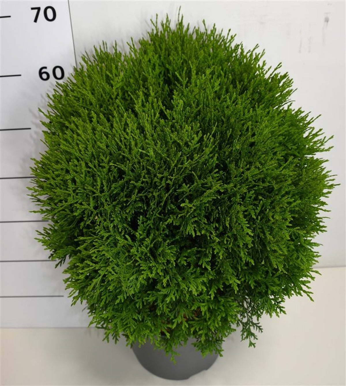 Thuja occidentalis Little Giant 65cm 26cm Pot