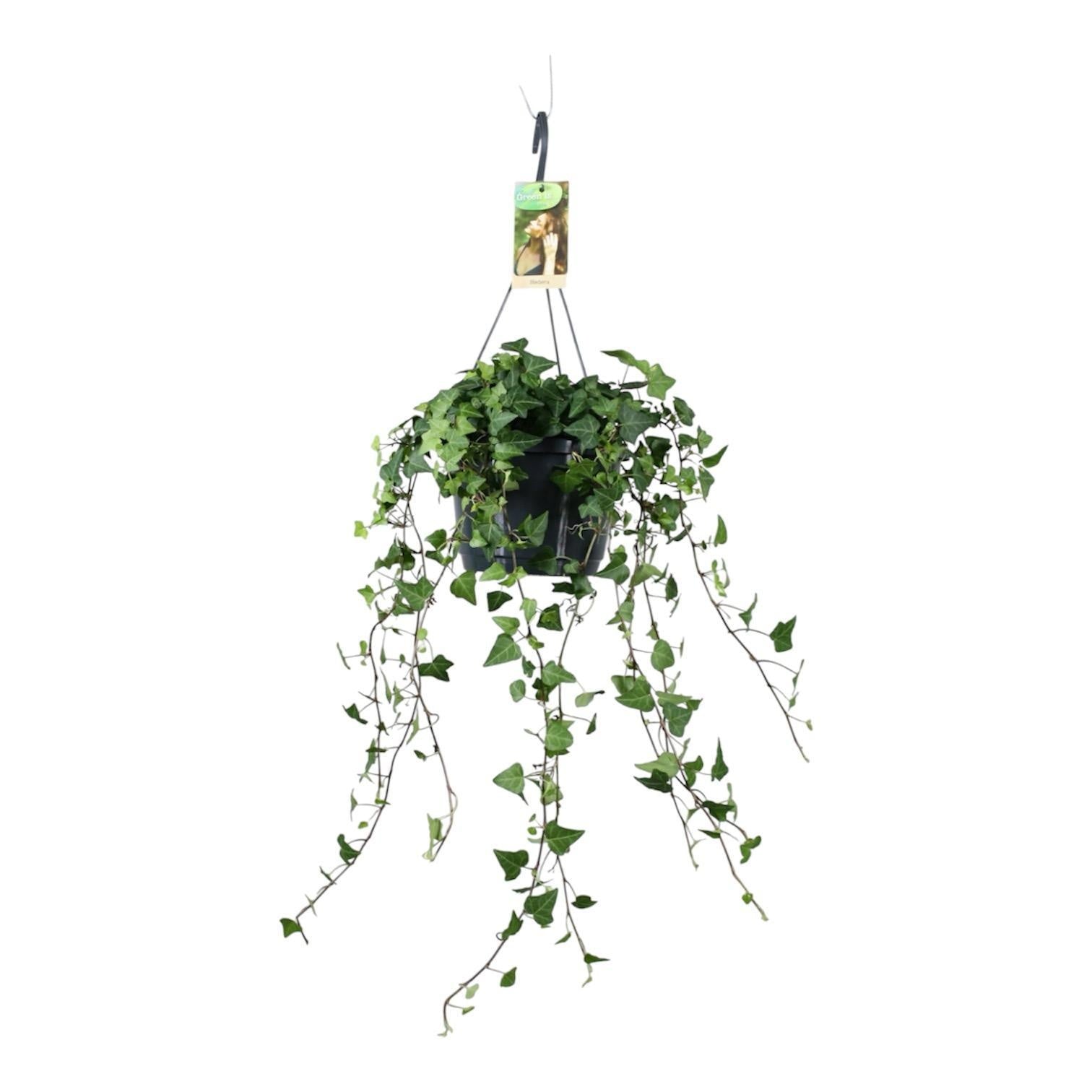 Vireo-Hedera plant BV Hedera helix green Pack of 1