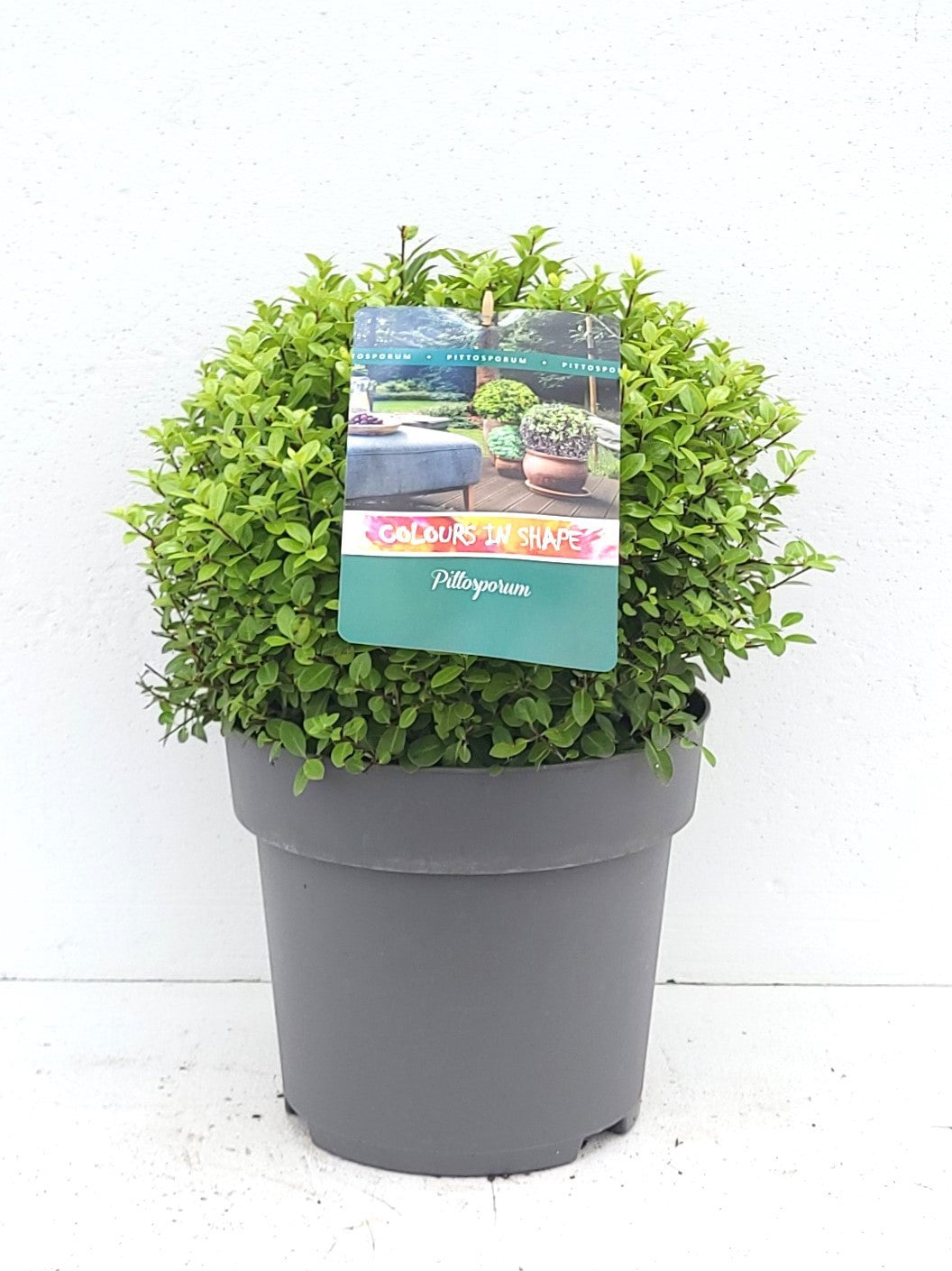 Pittosporum tenuifolium 50cm 29cm Pot
