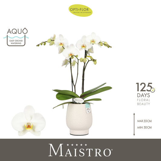 Phalaenopsis white 60cm 12cm Pot