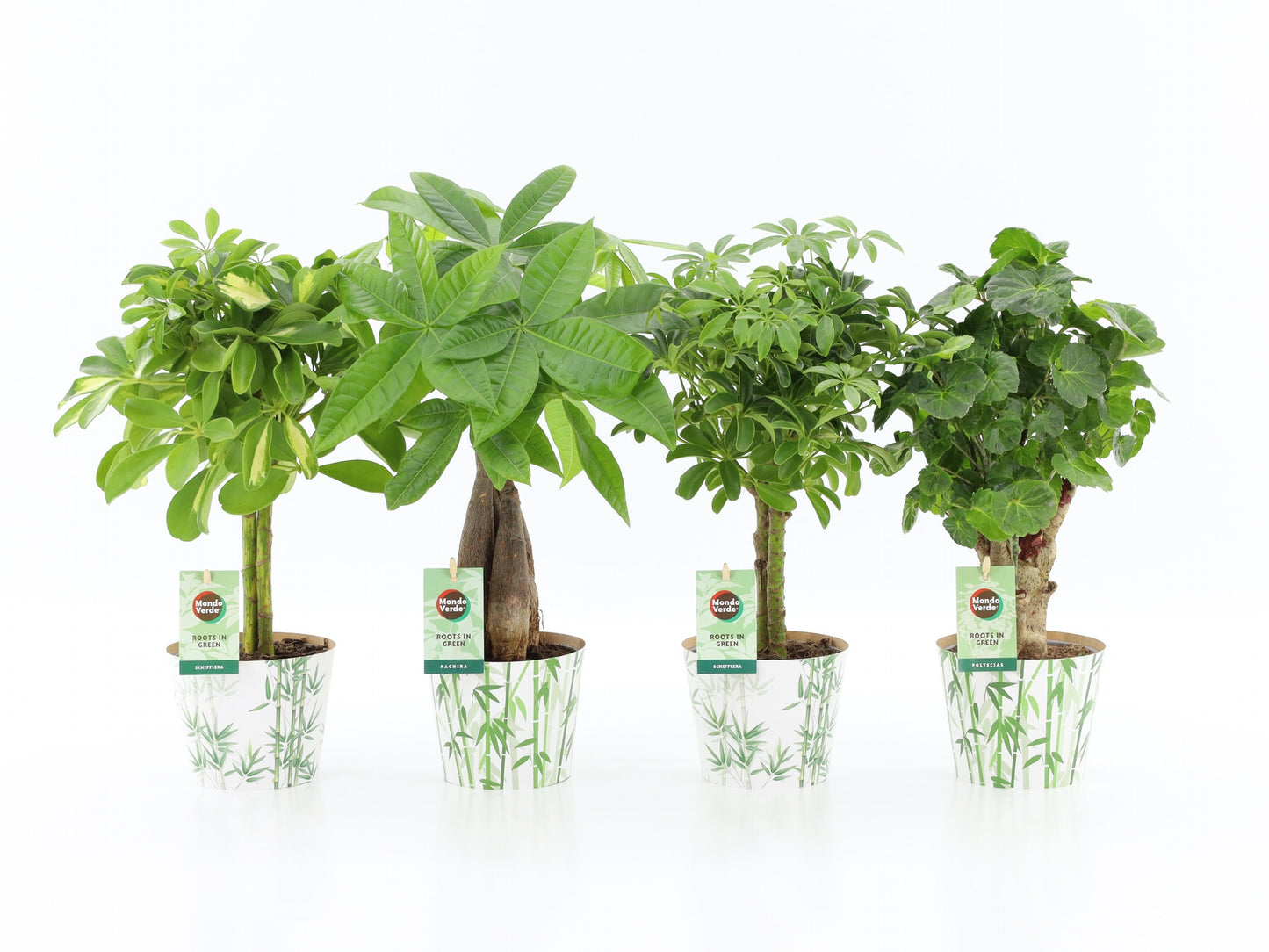 Foliage houseplants mix 45cm 12cm Pot