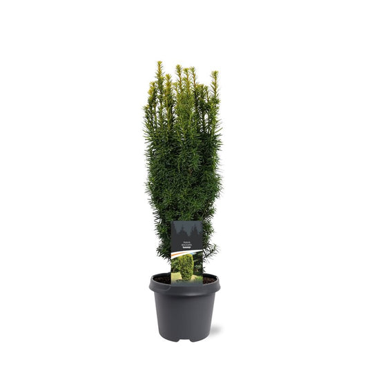 Taxus baccata David 60cm 23cm Pot