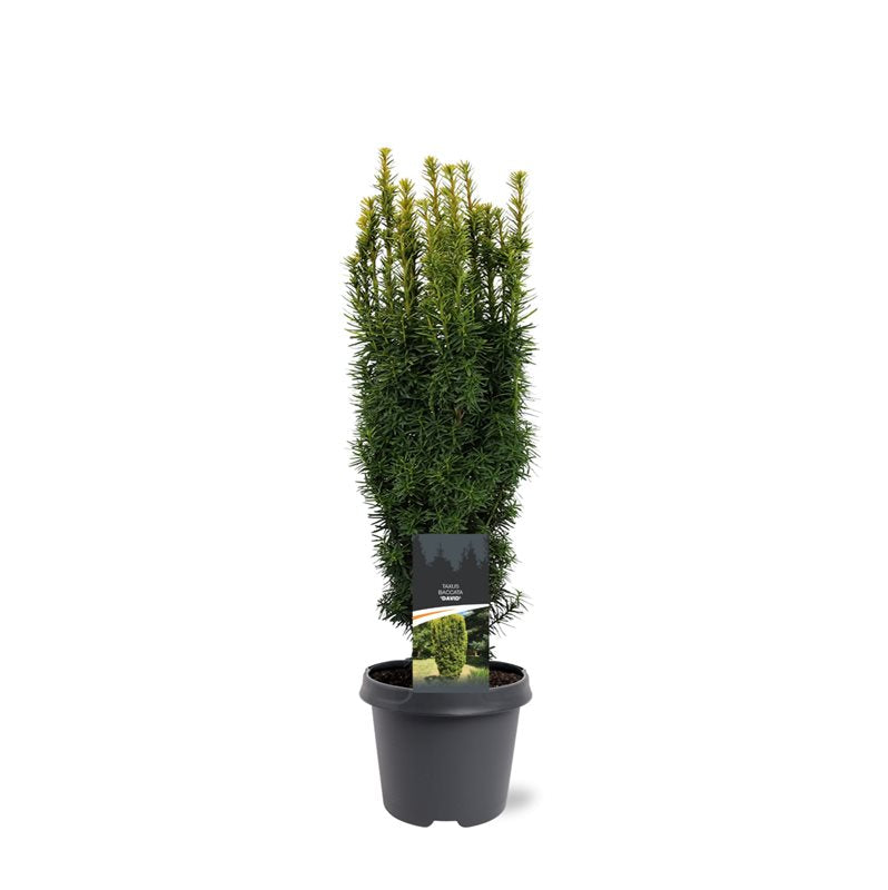 Taxus baccata David 60cm 23cm Pot